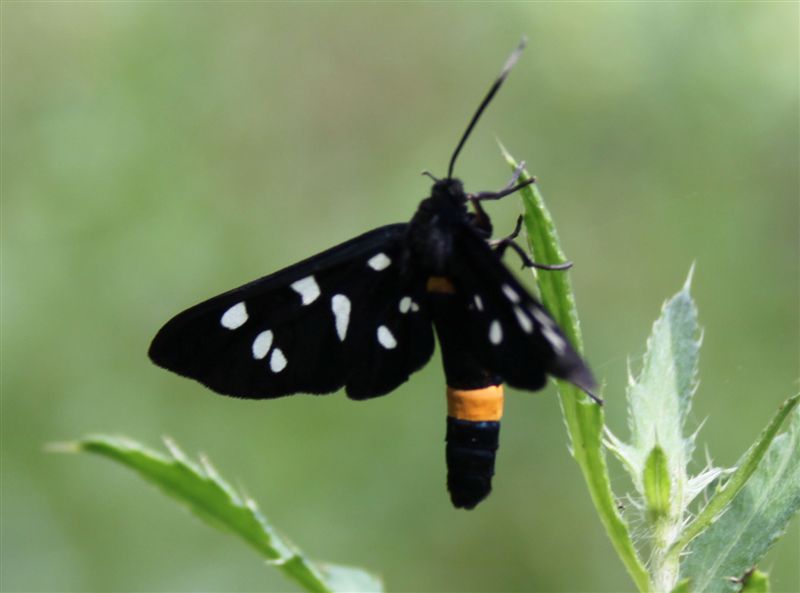 Syntomis  Phegea